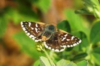 Spialia sertorius
