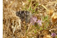 Vanessa cardui
