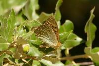 Argynnis pandora