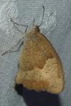Maniola jurtina