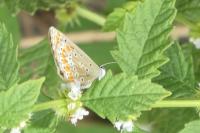 Polyommatus icarus