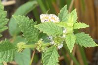 Polyommatus icarus