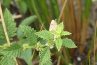 Polyommatus icarus