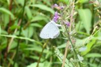 Celastrina argiolus