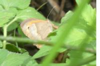 Maniola jurtina