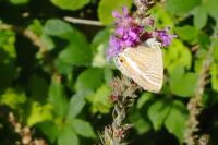 Lampides boeticus