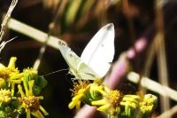 Pieris rapae