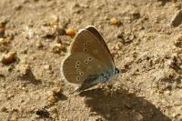 Cyaniris semiargus