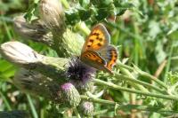 Lycaena phlaeas