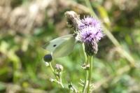 Pieris rapae