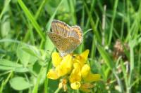 Polyommatus icarus