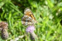Melitaea phoebe