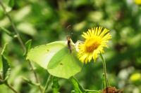 Gonepteryx rhamni