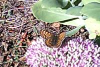 Melitaea cinxia