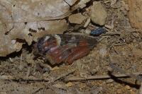 Aglais io