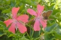Cacyreus marshalli