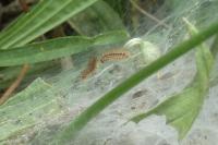 Melitaea cinxia