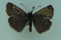 Erynnis tages