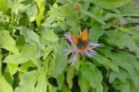 Lycaena phlaeas