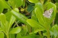 Cacyreus marshalli
