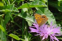 Lycaena tityrus