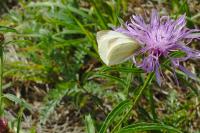 Pieris rapae