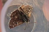 Pyrgus armoricanus