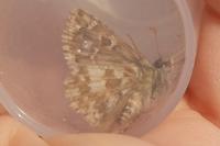 Pyrgus armoricanus