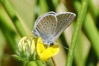 Cyaniris semiargus