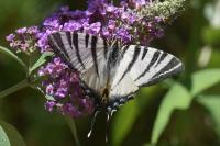 Iphiclides podalirius