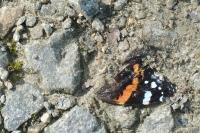 Vanessa atalanta