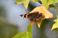 Vanessa atalanta