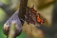 Polygonia c-album