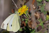 Pieris mannii