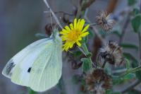 Pieris mannii