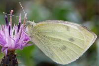 Pieris rapae