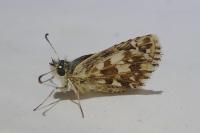 Pyrgus armoricanus