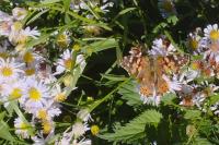 Vanessa cardui