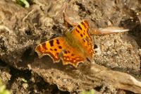 Polygonia c-album