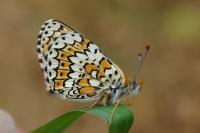 Melitaea cinxia
