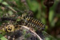 Melitaea parthenoides