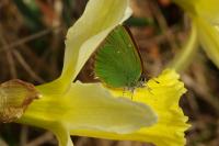 Callophrys rubi