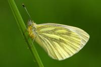 Pieris napi