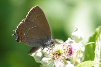 Satyrium ilicis