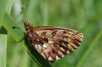 Boloria dia