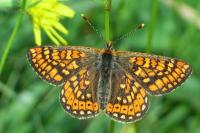 Euphydryas aurinia