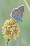 Cyaniris semiargus