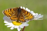 Melitaea parthenoides