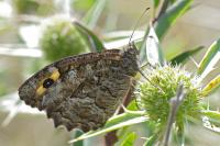 Hipparchia semele