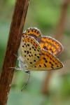 Lycaena tityrus